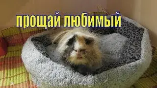 Пыжик умер/ Как пережить смерть питомца