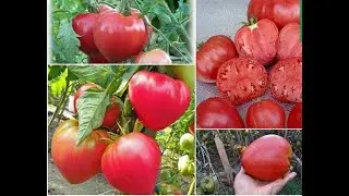 Самые Лучшие Сорта Помидоров и Перца /Крупноплодные  и  Вкусные Сорта Томатов ,Перца/Томаты Чемпионы