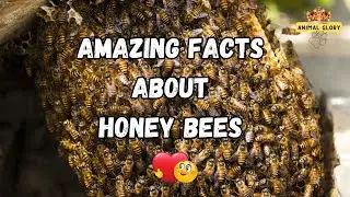 Amazing Facts About Honey Bees: History, Species, Pollination, and More