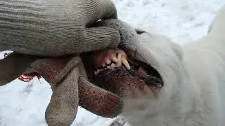Балтек Гайрат Ак Гуш ( 8 лет ). 2.12.2023 г.