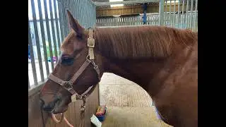 Smart Mane Tidy - Mane Rake & Thinning Scissors - by Masterclip Ambassador @Bonnie Fishburn Eventing