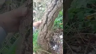 Phôi lan tiêu khủng