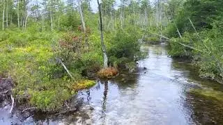 Bog Asphodel Walk