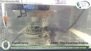 AACPS Carver Terrapin Cam