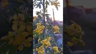 Строю дом своей мечты | Буду благодарен лайку и подписке!#стройка #домизгазоблока #домснуля#газоблок