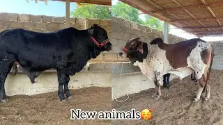 Farm pa naye janwar agaye🥰 black bull in town alhamdulliah 🐄