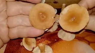 КРАСНУШКА(Lactarius subdulcis).МЛЕЧНИК ОРАНЖЕВЫЙ НЕЕДКИЙ.Lactarius aurantiacus.