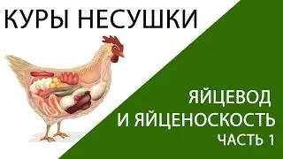 КУРЫ НЕСУШКИ: яйцевод у курицы - как развивается и что влияет на яйценоскость. (часть 1)