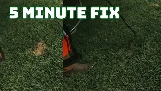 Quick Fix For Your Dog's Lawn Spots