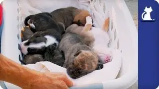 The Litter with Sharon Osbourne - Episode 1