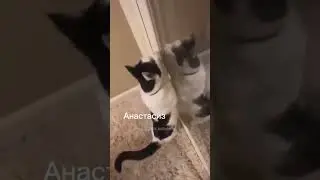 #мем #анастасиз #брайнмапс #брайн
