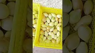 Охотник за привидениями или урожай лука рыжего Барсика