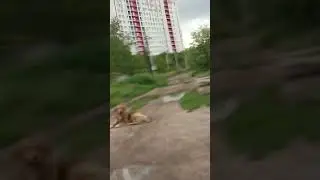 милыесобачки