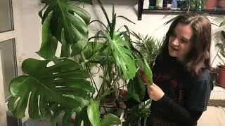Monstera poate creste pana la tavan. Ingrijirea si inmultirea 