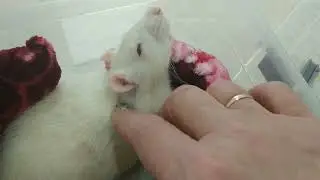 Поход в клинику 