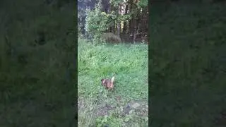 Бруно на природе.🐶🌲