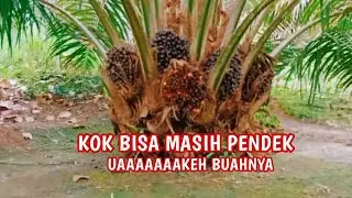 SUPER LEBAT PPKS SRIWIJAYA 5