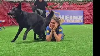 Greatest protection dog company in history