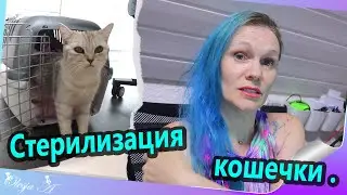 Влог/ Стерилизация кошки/ Как она отходила от наркоза.