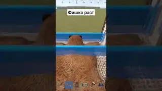 Не баг, а фича | #раст #rust #баги #ловушка