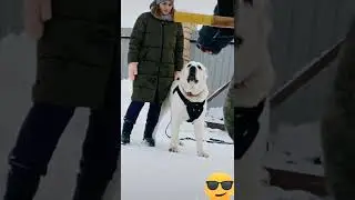 Алабай защищает свою хозяйку! Крутая собака!