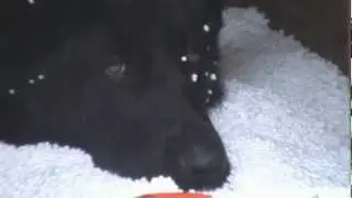 Nero didn't like his bed | Black German Shepherd
