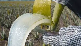 АЛОЭ ВЕРА важные факты от Гурской Е.Г. профессора института мозга.