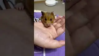 Буся зависла 😳 (выкладывать видео с хомой?)