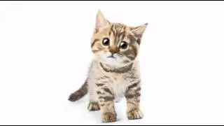 ♪ Palju õnne sünnipäevaks ♪
