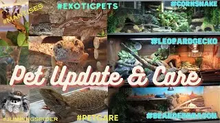 Pet Update & Care 