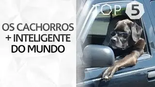 OS CACHORROS MAIS INTELIGENTES DO MUNDO - TOP 5