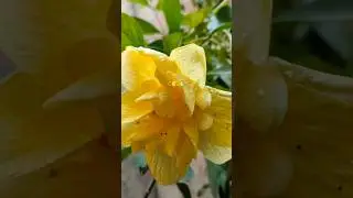 Multilayer Hibiscus #shorts #shortsfeed #hibiscus #yellowflower #viral #गुड़हल #nature  #flowerreels