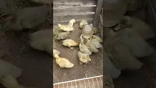 Голубой Фаворит, прекрасная утка для дома.