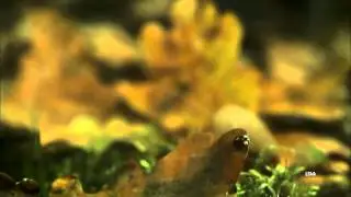Secret Garden - Autumn melody