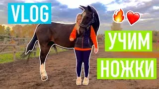 VLOG: мой день на конюшне || Начали учить жамбет с Зетом