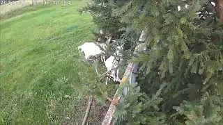Соседские козы снова портят деревья