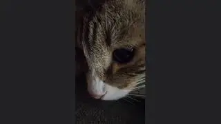 Жизнь кота без лапки.Лежа на диване.Играем.Успокаиваемся перед сном.