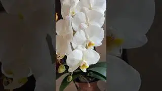 Results of trimming my #orchid flower stalk to encourage reblooming #plants