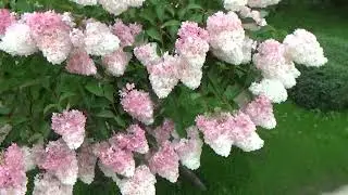Как вылечить кору на плодовых деревьях и гортензиях. How to cure bark on fruit trees and hydrangeas.