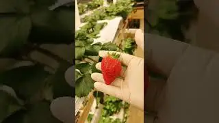 зимняя не вишня