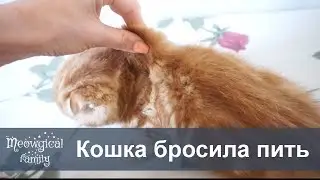 🌊 Кошка мало пьет или перестала пить