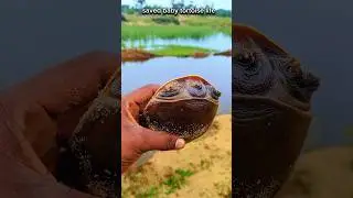 Small act, big impact: saved baby tortoise returned to their home|| #shorts #tranding #tortoise