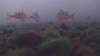 Подводная сьемка Окунь!