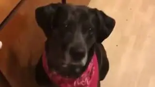 Dog Hates pickles