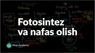Fotosintez va nafas olish  | Nafas olish tizimi | Tibbiyot