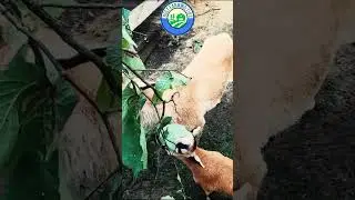 🐐 Farming Facts: Goats are great climbers #farming #goat #shorts
