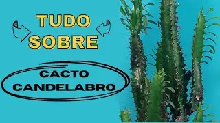 Tudo sobre 🌵 Cacto-candelabro – Euphorbia ingens 🌵/ decorando com pedras