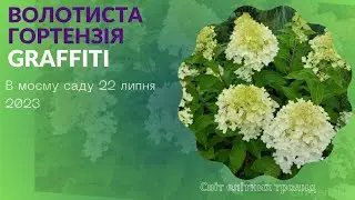 Волотиста гортензія Граффіті (Graffiti) 22 липня 2023 .