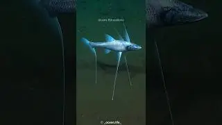 Tripod Fish: The Deep-Sea Fish That Walks on Stilts