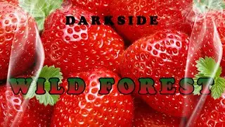 Новинка от DARKSIDE вкус WILD FOREST